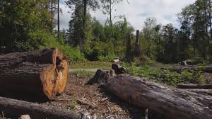 Trusted Mission Viejo, CA Tree Services Experts