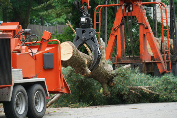 Best Fruit Tree Pruning  in Mission Viejo, CA