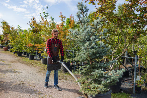 How Our Tree Care Process Works  in  Mission Viejo, CA