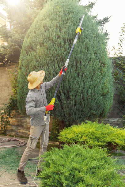 Best Lot and Land Clearing  in Mission Viejo, CA